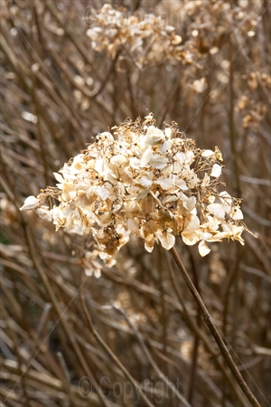 Hydrangea 01