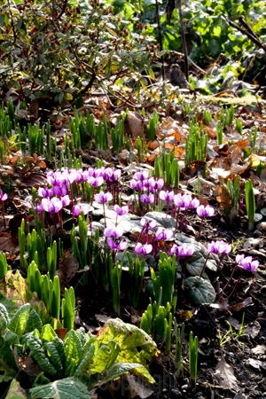 Cyclamen 01