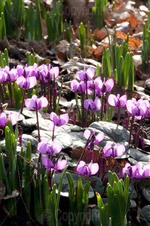 Cyclamen 02