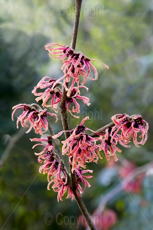 Hamamelis 01
