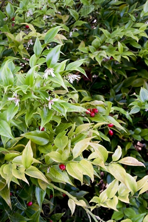 Evergreen and red berries 01